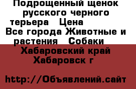 Подрощенный щенок русского черного терьера › Цена ­ 35 000 - Все города Животные и растения » Собаки   . Хабаровский край,Хабаровск г.